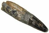 Fossil Spinosaurus Tooth - Real Dinosaur Tooth #373759-1
